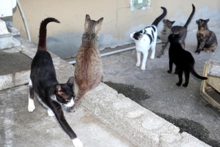 家島本島にすむ野良猫。悪臭の苦情も後を絶たない＝姫路市家島町宮（撮影・辰巳直之）