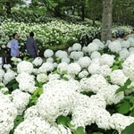 散策路沿いを白く染めるように咲き誇るアナベル＝神戸市北区山田町上谷上、市立森林植物園