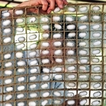 手繰る1本の糸、2千年続く日本の養蚕 営みをつなぐ「押しかけ