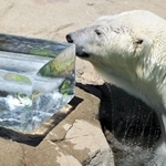 プレゼントされた氷で涼むホッキョクグマのみゆき＝１６日午後、神戸市灘区王子町３、市立王子動物園（撮影・中西幸大）