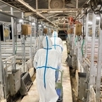 養豚場で始まった殺処分の作業の様子＝２２日夜、南あわじ市（兵庫県提供）