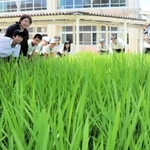 学校の敷地内で育てている稲を観察する児童たち＝井吹東小学校