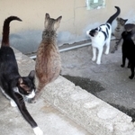 家島本島にすむ野良猫。悪臭の苦情も後を絶たない＝姫路市家島町宮（撮影・辰巳直之）