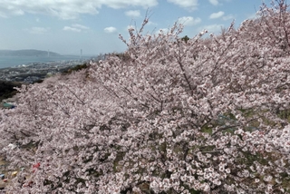地球温暖化の影響で開花が早まっている＝３月２７日、神戸市須磨区（斎藤雅志）