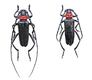 神戸市内の農園で捕獲されたクビアカツヤカミキリのオス（左）とメス（兵庫県病害虫防除所提供）