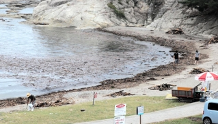 大量の木ぎれや流木が砂浜に押し寄せた＝今子浦海水浴場