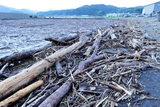 湾一面に広がる倒木や木の枝のごみ。漁船が出漁できなくなっている＝香美町香住区下浜