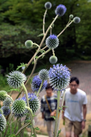 園内ではヒゴタイも見頃を迎えている＝神戸市灘区六甲山町、六甲高山植物園（撮影・風斗雅博）