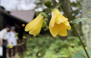 こうべを垂れて咲くキレンゲショウマ＝神戸市灘区六甲山町、六甲高山植物園（撮影・風斗雅博）