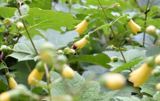 うつむくようにして花を咲かせるキレンゲショウマ。周囲をミツバチなどが飛び回る＝六甲高山植物園
