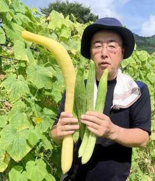 宍粟三尺を栽培する大砂正則さん。左の大きくて黄色いキュウリは種取りのために成熟させたもの＝宍粟市内