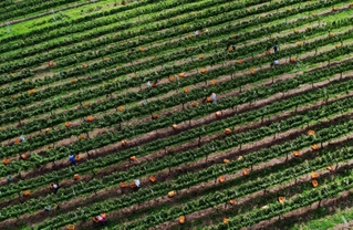 収穫が進むブドウ果樹園。整然とした木々が独特の縞模様を描く＝神戸市西区平野町印路（ドローンで撮影）