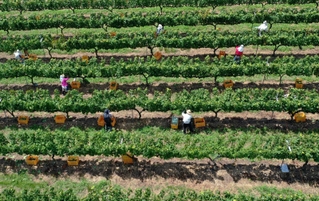 収穫が進むブドウ果樹園。整然とした木々が独特の縞模様を描く＝神戸市西区平野町印路（ドローンで撮影）