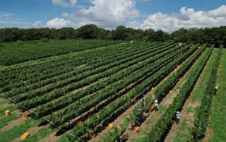 収穫が進むブドウ果樹園。整然とした木々が独特の縞模様を描く＝神戸市西区平野町印路（ドローンで撮影）