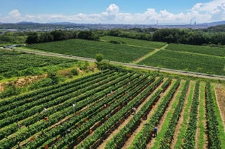 摘み取り作業が進むブドウ畑。上空からは夏雲のような空と明石海峡大橋が見えた＝神戸市西区平野町印路（ドローンで撮影）
