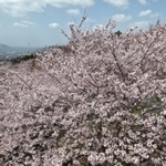 地球温暖化の影響で開花が早まっている＝３月２７日、神戸市須磨区（斎藤雅志）