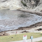 大量の木ぎれや流木が砂浜に押し寄せた＝今子浦海水浴場
