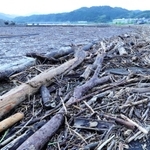 湾一面に広がる倒木や木の枝のごみ。漁船が出漁できなくなっている＝香美町香住区下浜
