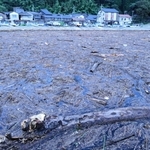 湾一面に広がる倒木や木の枝のごみ。漁船が出漁できなくなっている＝香美町香住区下浜