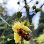 こうべを垂れて咲くキレンゲショウマに頭を突っ込むミツバチ＝神戸市灘区六甲山町、六甲高山植物園（撮影・風斗雅博）