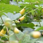 うつむくようにして花を咲かせるキレンゲショウマ。周囲をミツバチなどが飛び回る＝六甲高山植物園