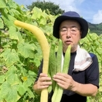 宍粟三尺を栽培する大砂正則さん。左の大きくて黄色いキュウリは種取りのために成熟させたもの＝宍粟市内