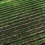 収穫が進むブドウ果樹園。整然とした木々が独特の縞模様を描く＝神戸市西区平野町印路（ドローンで撮影）