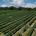 収穫が進むブドウ果樹園。整然とした木々が独特の縞模様を描く＝神戸市西区平野町印路（ドローンで撮影）
