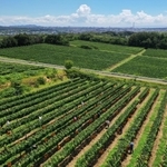 摘み取り作業が進むブドウ畑。上空からは夏雲のような空と明石海峡大橋が見えた＝神戸市西区平野町印路（ドローンで撮影）