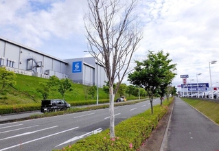 ２０２１年５月時点のビッグモーター神戸北店前の街路樹。手前の木が枯れている（神戸市提供）