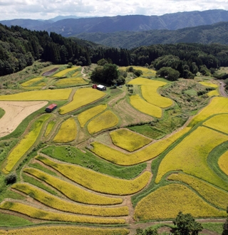 収穫期を迎えた黄金色の棚田＝１３日午前、養父市別宮（ドローンで撮影）