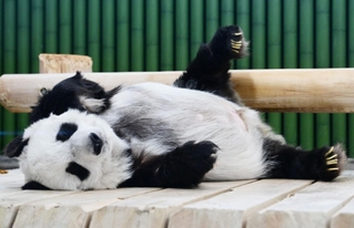２８歳の誕生日を迎えたパンダのタンタン＝１６日午後、神戸市灘区の市立王子動物園（撮影・斎藤雅志）