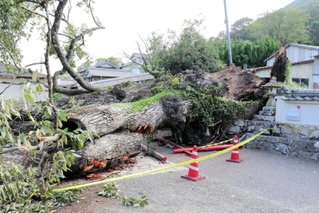 根元付近から折れた大アベマキ＝丹波篠山市今田町上立杭