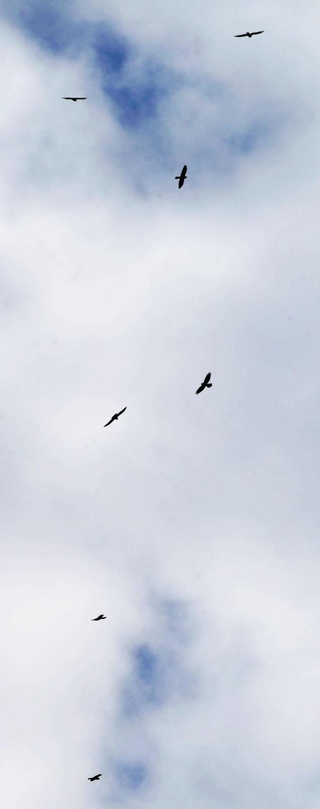 何羽もの個体が上空へと舞い上がる「タカ柱」＝２５日午後、淡路市内