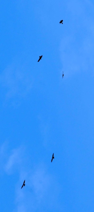 気流に乗り旋回しながら上昇するサシバなど＝２５日午前、淡路市内