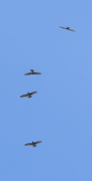 気流に乗り旋回しながら上昇するサシバなど＝２５日午前、淡路市内