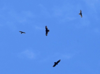 気流に乗り旋回するハチクマ（中央、下）など＝２５日午前、淡路市内（撮影・風斗雅博）