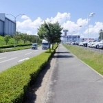 ７月２７日時点の街路樹の様子（神戸市提供）