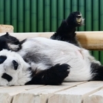 ２８歳の誕生日を迎えたパンダのタンタン＝１６日午後、神戸市灘区の市立王子動物園（撮影・斎藤雅志）
