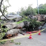 根元付近から折れた大アベマキ＝丹波篠山市今田町上立杭
