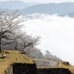 共演する桜と雲海に包まれた竹田城跡＝朝来市和田山町竹田（３月29日撮影）