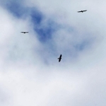 何羽もの個体が上空へと舞い上がる「タカ柱」＝２５日午後、淡路市内