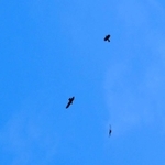 気流に乗り旋回しながら上昇するサシバなど＝２５日午前、淡路市内