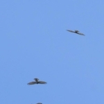 気流に乗り旋回しながら上昇するサシバなど＝２５日午前、淡路市内