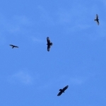 気流に乗り旋回するハチクマ（中央、下）など＝２５日午前、淡路市内（撮影・風斗雅博）