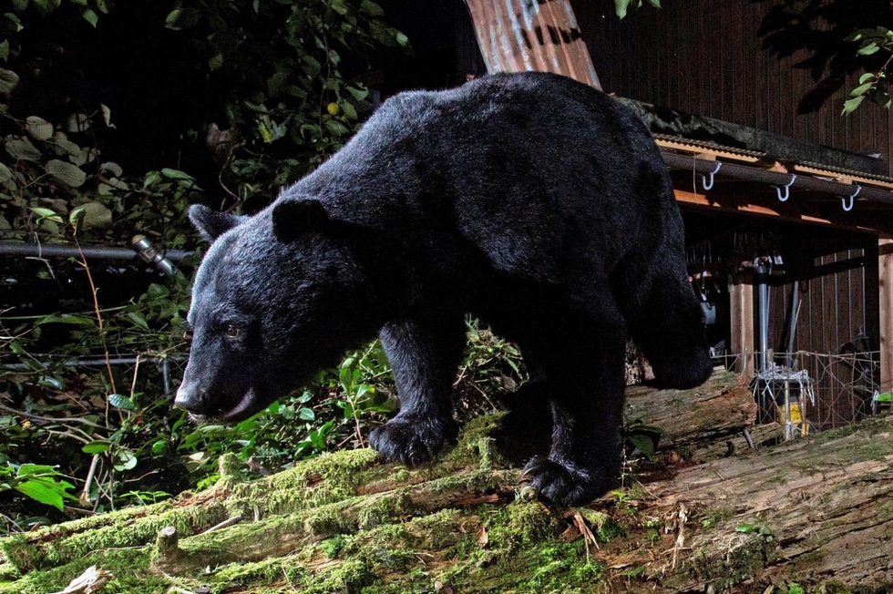 人里にクマ接近「警戒を」出没予測が最大4倍に ドングリ大凶作