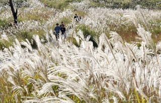 秋の日差しを浴びて銀色に輝くススキ＝兵庫県神河町川上、砥峰高原