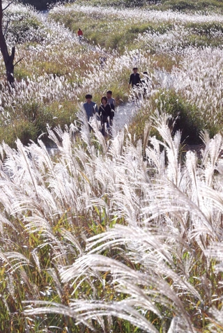 秋の日差しで銀色に輝くススキ＝兵庫県神河町川上、砥峰高原