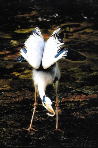 知事賞に輝いた蒲田美智さんの「睨（にら）み」