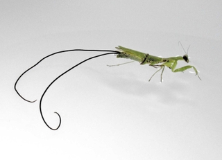 カマキリからハリガネムシが出てくる瞬間